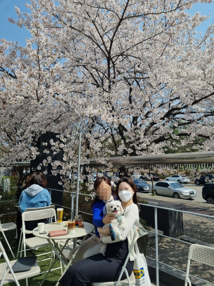 [안양/범계 카페 라운지피톤] 벚꽃을 한 껏 즐길 수 있는 브런치 카페 추천 (애견동반, 서울근교벚꽃명소)