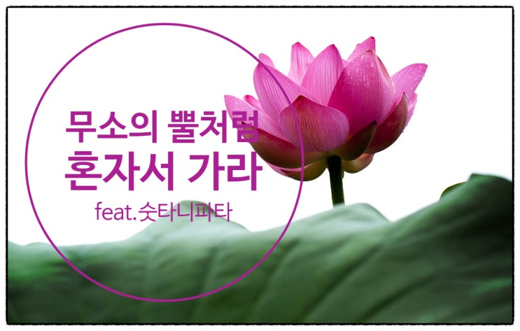  숫타니파타 불경 구절에서 인용한 무소의 뿔처럼 혼자서 가라  공지영 지음