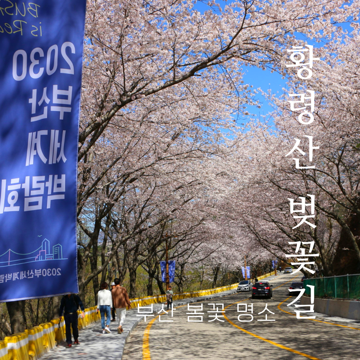  부산 벚꽃 릴레이 황령산 벚꽃길 만개 중! 광안리 정심재 같이 갈만한곳