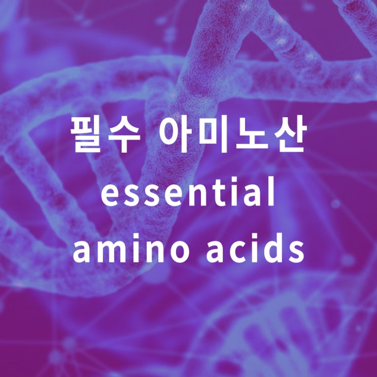  필수아미노산 종류 9가지 (essential amino acids) : 류신 리신 라이신 발린 히스티딘 트립토판, BCAA 등