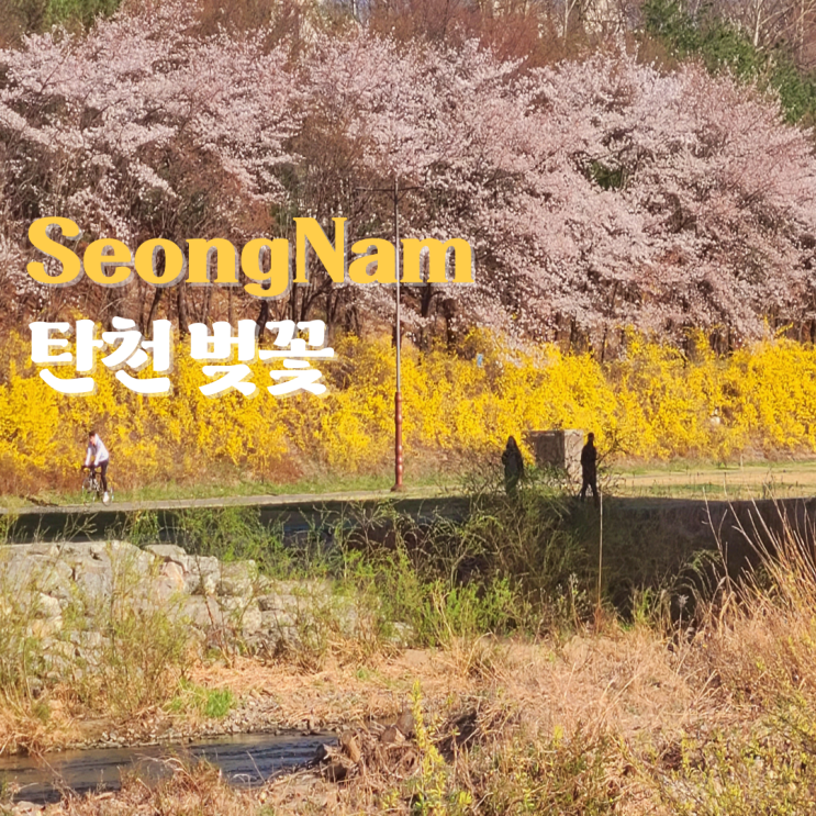  성남 분당 벚꽃명소 탄천 벚꽃