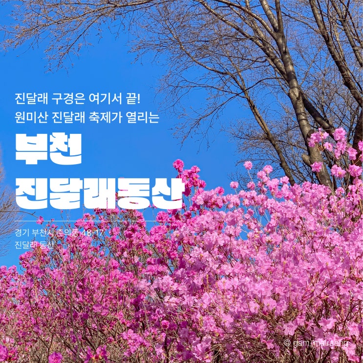 부천 진달래동산 원미산 진달래 축제 포토존까지 총정리