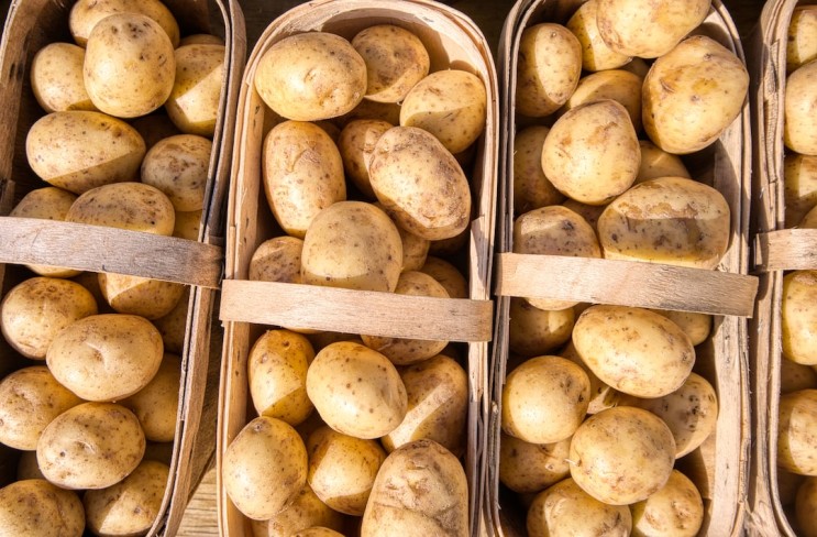 감자(덩이줄기, Tuber) 휴면의 정의,감자 휴면의 3가지 유형과 통제 가능한 부분은?