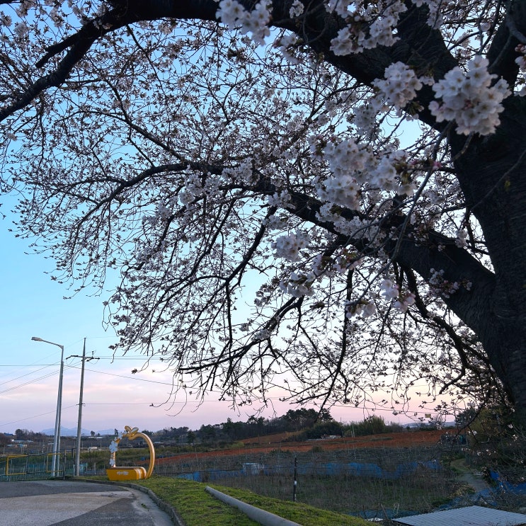 나주 배꽃 대향연 축제 나주배박물관 광주 근교 벚꽃 나들이