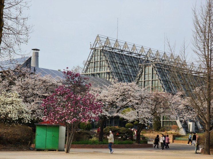 서울어린이대공원 동물원, 식물원, 벚꽃 개화 입장료 무료 주차요금