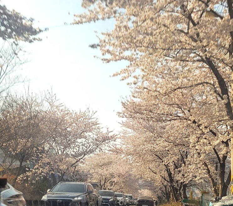 경남 하동/ 하동 벚꽃 축제 만개한 벚꽃 유명한 곳 하동 십리 벚꽃길::