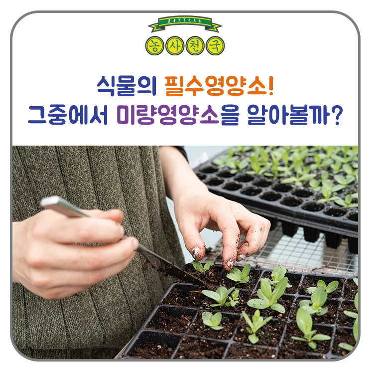 식물의 미량영양소란 무엇일까?