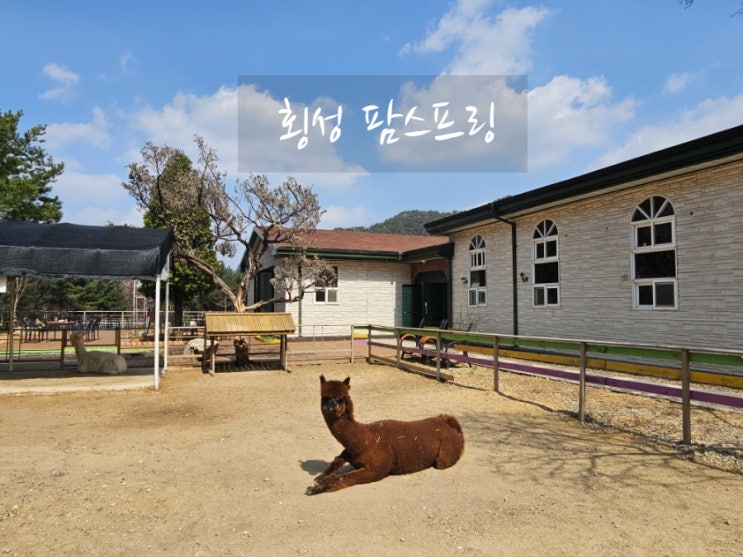  횡성 동물농장 팜스프링! 아이들과 루지체험 패키지로 추천