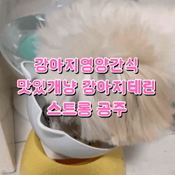  맛있개냥 강아지테린 강아지수제간식 추천 사료 안먹을때 치트키