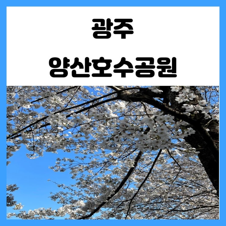 광주 벚꽃 명소 양산호수공원 활짝 만개