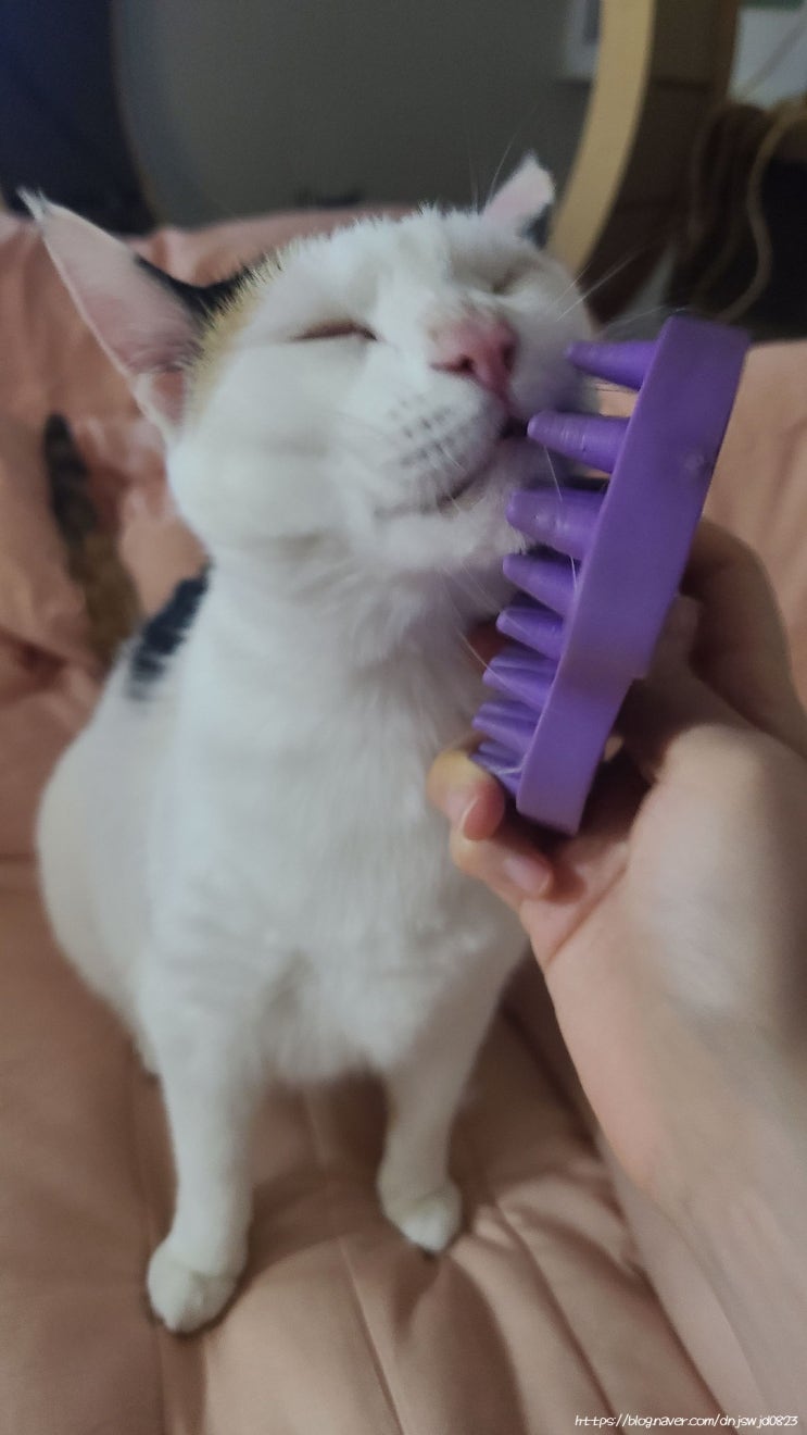  3월 셋째주 고양이 일기