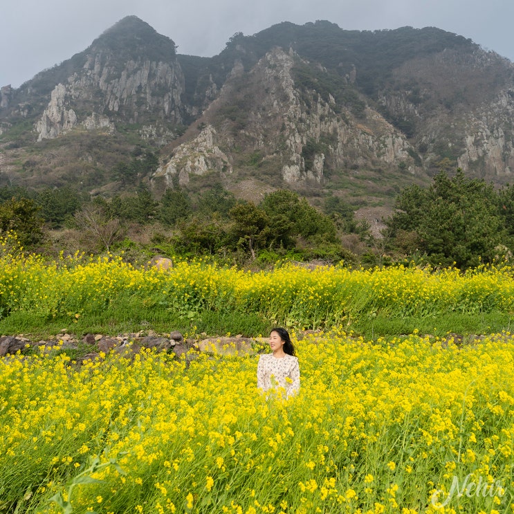 제주도 산방산 유채꽃밭 제주 유채꽃 명소 제주도 산방산 유채꽃밭 제주 유채꽃 명소
