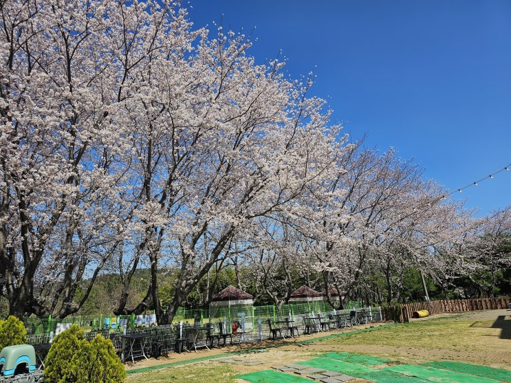  부산 벚꽃 애견카페 숲므로 나들이 왕벚꽃나무 벚꽃꽃말 동백꽃 동백나무 꽃구경