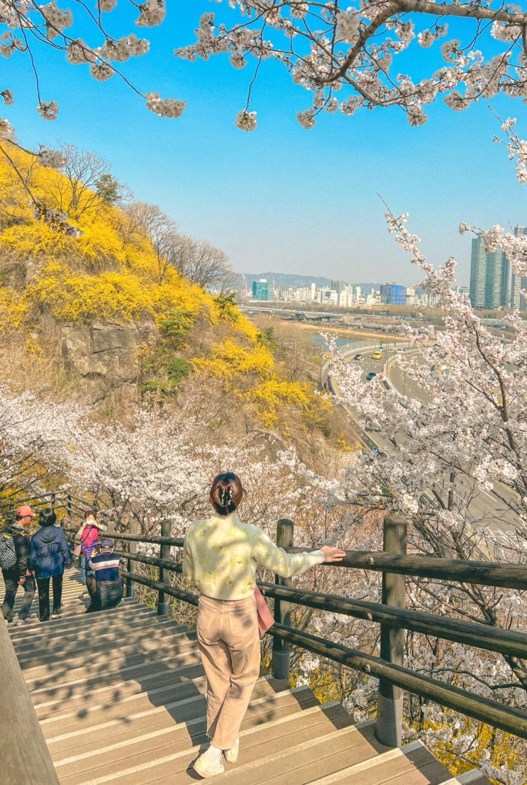  서울 응봉산 개나리 축제 팔각정 가는법 정리