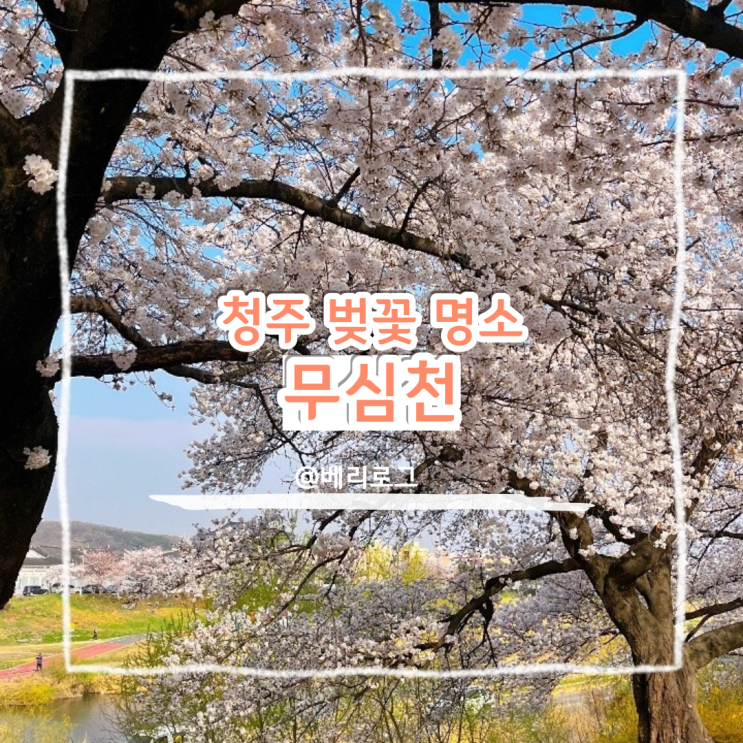  청주 무심천 벚꽃 축제 실시간 개화 상태