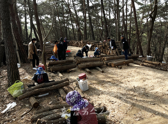  장흥군, 3월 28일부터 원목 건표고버섯 첫 수매 시작