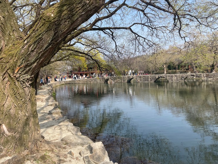 남원 요천 벚꽃길과 광한루 데이트