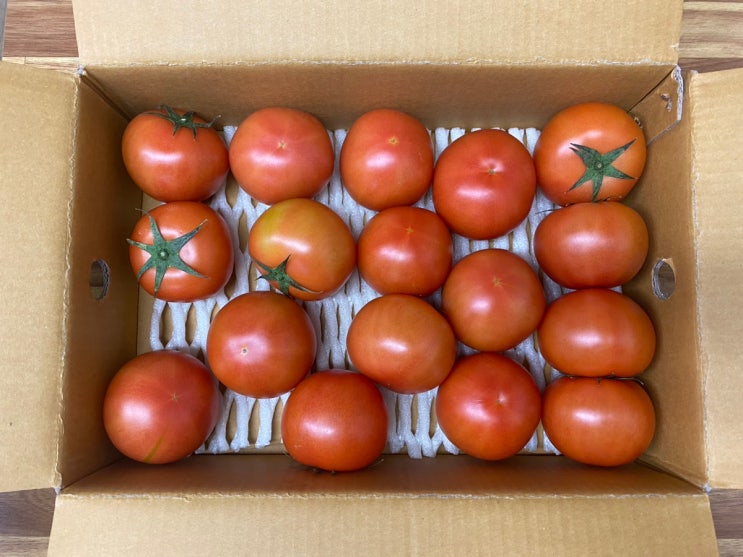 카프레제 샐러드  유럽종 완숙토마토 고르는  팁 방법