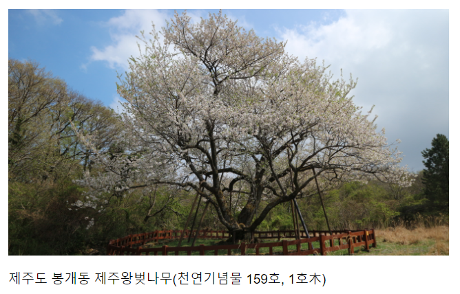왕벚나무의 기원에 관한 과학적 근거 확보 연구 추진 왕벚나무의 기원에 관한 과학적 근거 확보 연구 추진