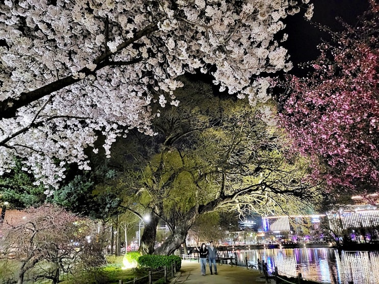 대구 벚꽃명소 수성못 야간 벚꽃산책