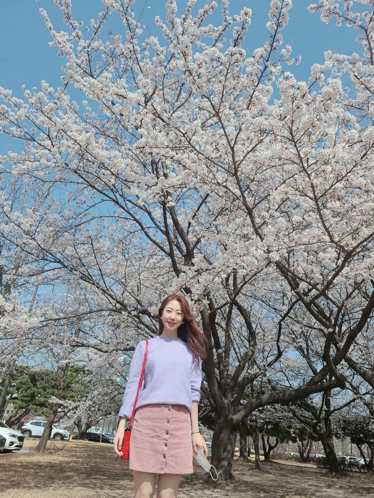  대전 벚꽃 명소 7군데 사람없는 숨은 곳까지 싹 리뷰