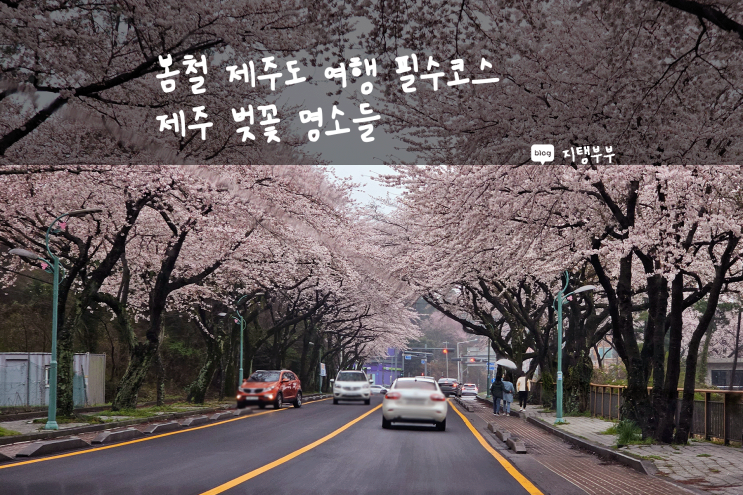  제주시 | 제주벚꽃명소 애월읍 장전리 왕벚꽃축제, 제주대학교 다녀왔어요