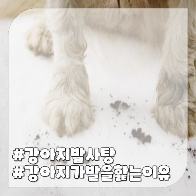  산책 후 강아지가 발을 핥는 이유 발사탕 대처방법