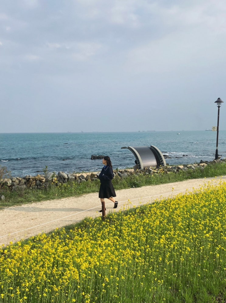  울산) 동구에서 3월 꽃구경 다녀오기ෆ(주전십리벚꽃길/대왕암공원/슬도 그리고 맛집들)