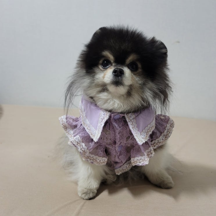  강아지 혈액형 종류 수혈을 위한 공혈견에 관하여