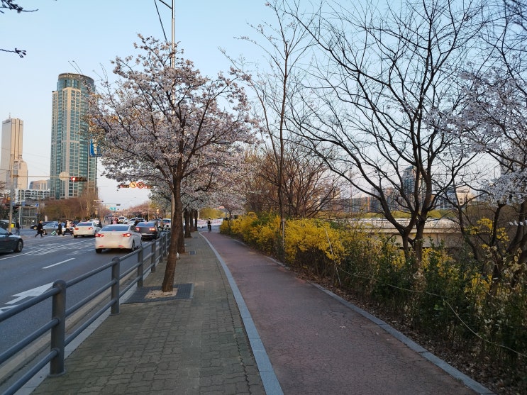  벌써 벚꽃이 만개하기 직전인 여의도 벚꽃 길 초입