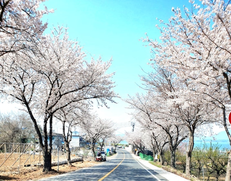 사천 광포마을 광포항 송포동 어촌마을 방파제 벽화 갈매기 남해안 벗꽃 구경 한적한 시골 풍경