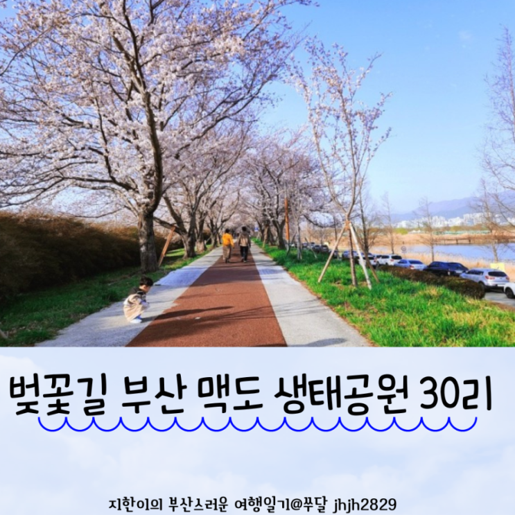  벚꽃길 부산 맥도 생태공원 30리