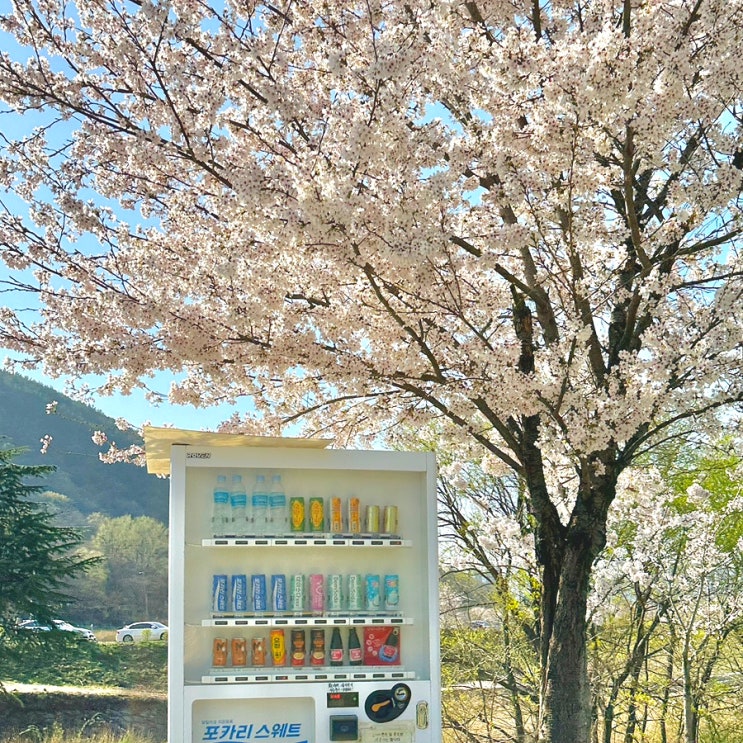  옥포벚꽃축제 용연사벚꽃길 대구 벚꽃명소 추천