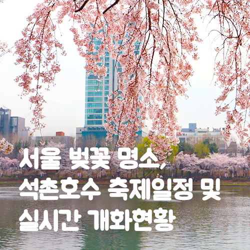  서울 벚꽃 명소, 석촌호수 축제일정 및 실시간 개화현황