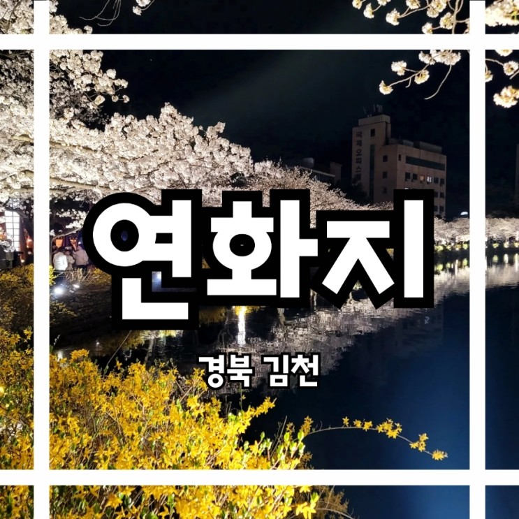 벚꽃명소 야간 벚꽃놀이 경북 김천 여행지 #교동 연화지
