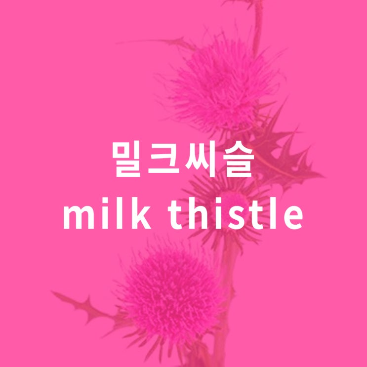  밀크씨슬 추출물 (milk thistle extract) : 효능 효과, 실리마린 성분