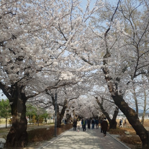 울산 작천정 벚꽃축제