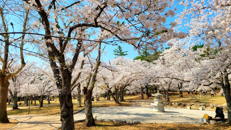 경주 불국사 벚꽃 겹벚꽃 잔뜩 구경하고 하고 왔어요 입장료, 주차장