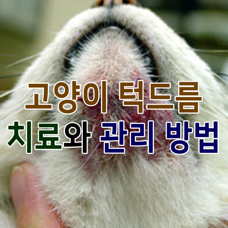  고양이 턱드름 원인와 관리, 재발방지