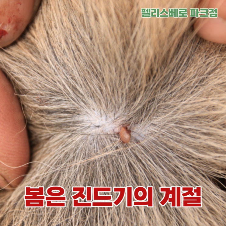  반려견 산책 시 진드기 조심하세요.
