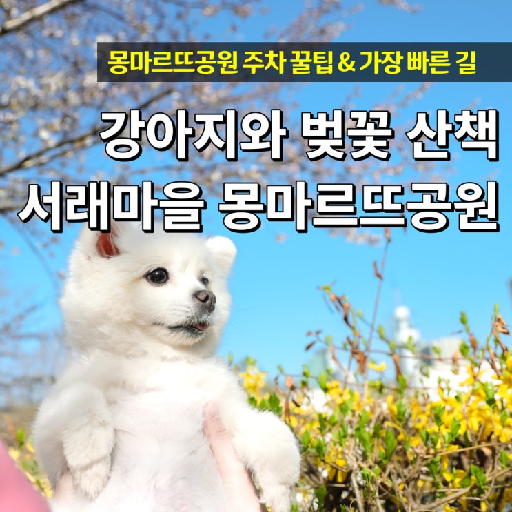  강아지와 벚꽃 산책 서래마을 몽마르뜨공원 주차팁