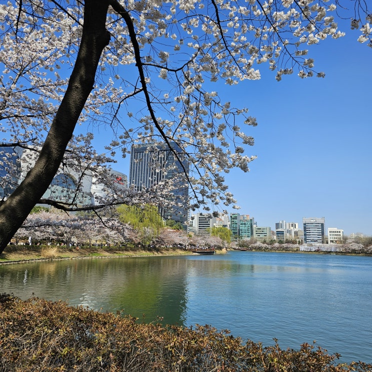 서울 잠실 석촌호수 벚꽃축제 전 주말 봄나들이 벚꽃 만개