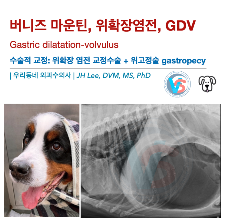  버니즈 마운틴 강아지, 위확장염전 Gastric dilatation-volvulus, GDV (feat,위고정술 [gastropexy]) 케이스, 수술후 부정맥 주의!!