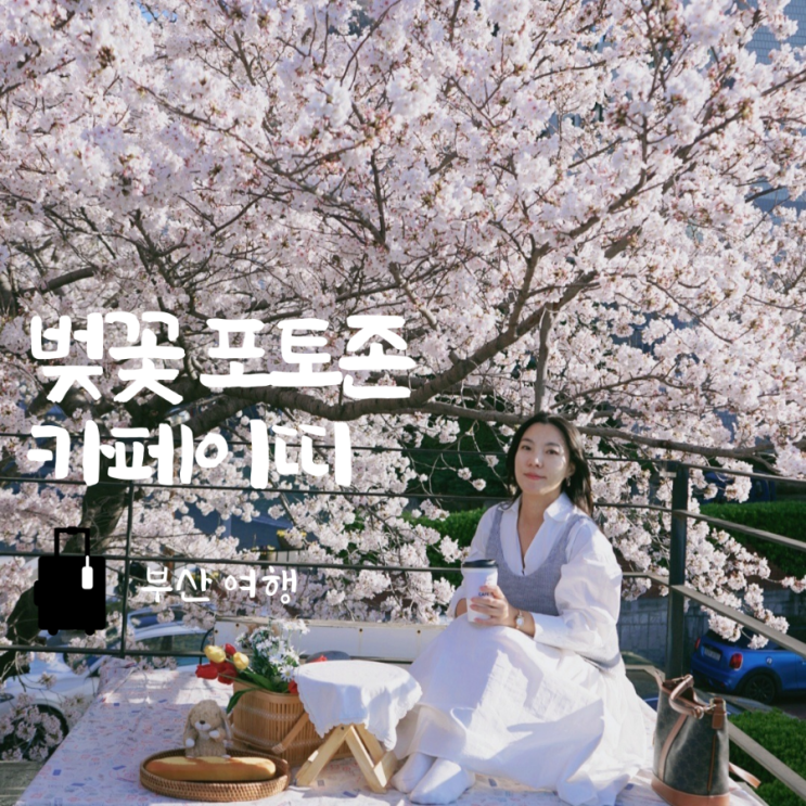  부산 벚꽃 명소 카페이띠 실시간 개화현황