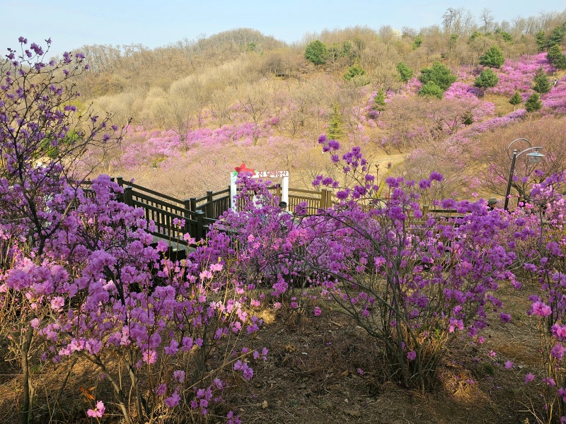 4월 꽃구경 가볼만한곳 부천 진달래축제 원미산 진달래동산 : 네이버 블로그