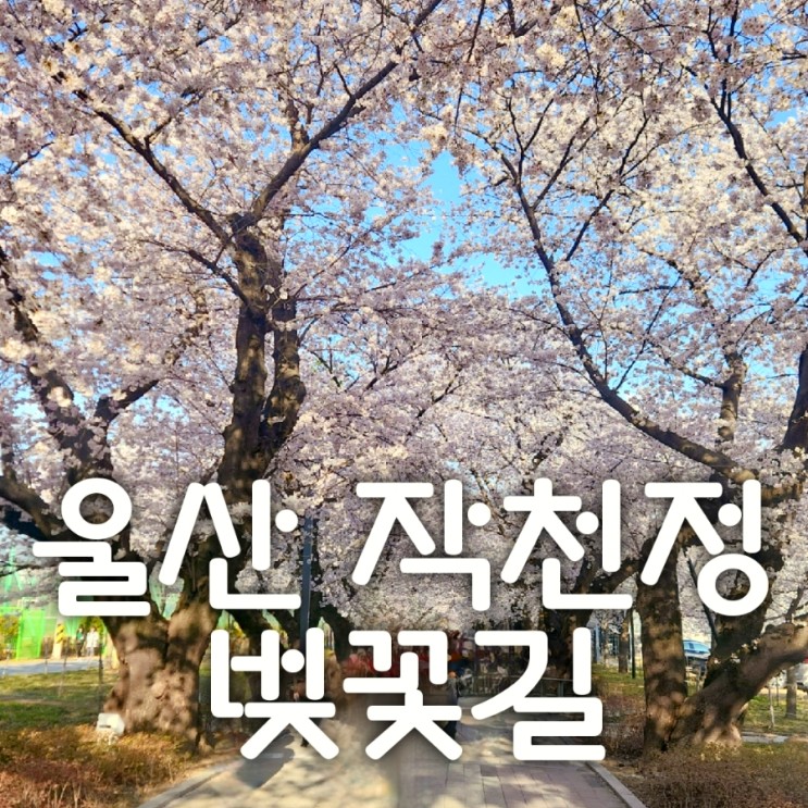울산 벚꽃 명소 작천정 드라이브 코스로 최고인 이유!