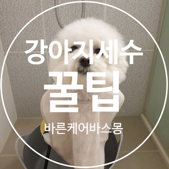  강아지 눈꼽, 편하게 세안 세수하는 꿀팁