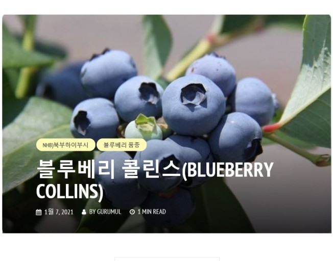  블루베리품종 북부하이부시 콜린스 품종특성