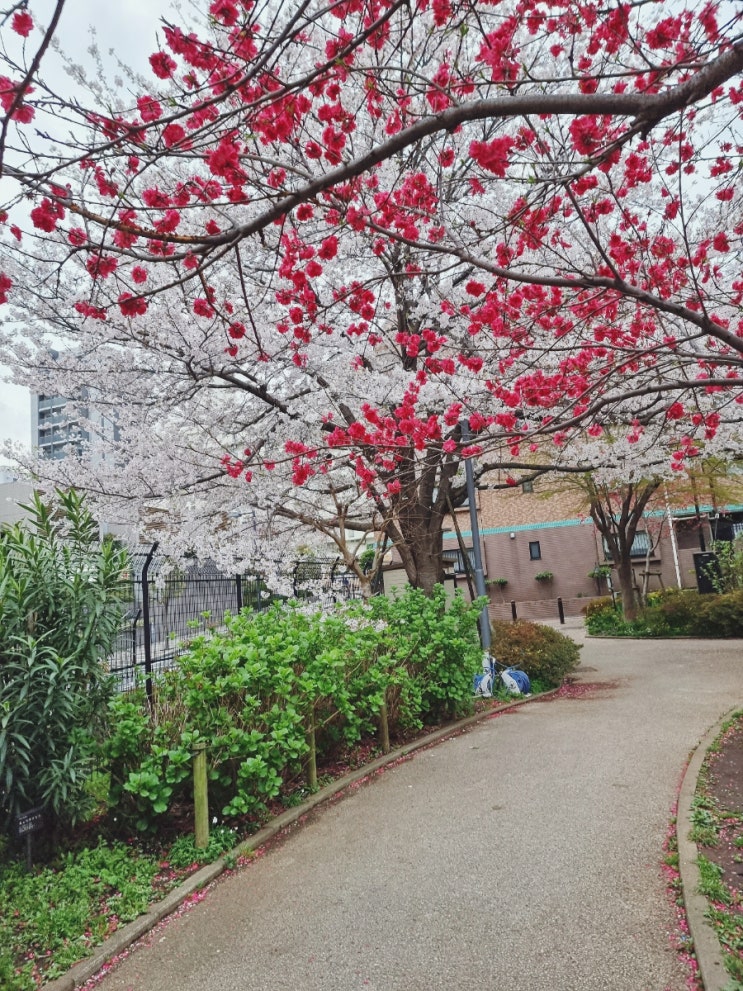 [도쿄 신주쿠 일상] 봄 방학 벚꽃 구경 토미히사사쿠라공원