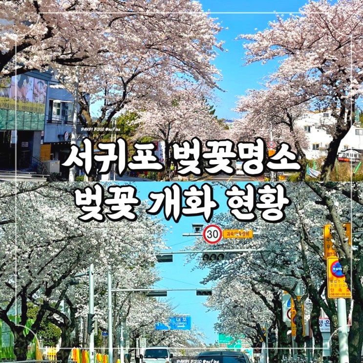  서귀포 중문관광단지 벚꽃명소 벚꽃 개화 실시간 현황